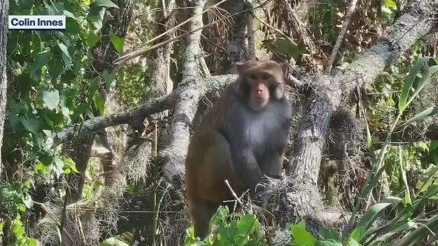 Florida man spots monkey along St. Johns River in Volusia County