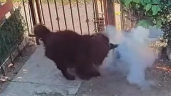 Driver throws fireworks at a dog in Santa Ana