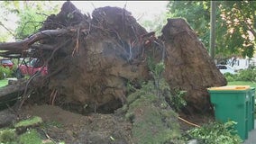 Cleanup continues across Chicago area following disastrous storm
