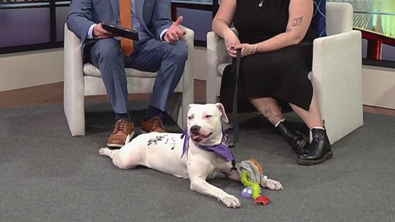FOX 13's Pet of the Week: Meet Camilla