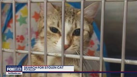Cat stolen from Puyallup PetSmart adoption center