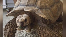 Elementary students rally to save tortoise Shelly