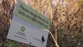 Visitors asked to stop harassing owls at bird sanctuary