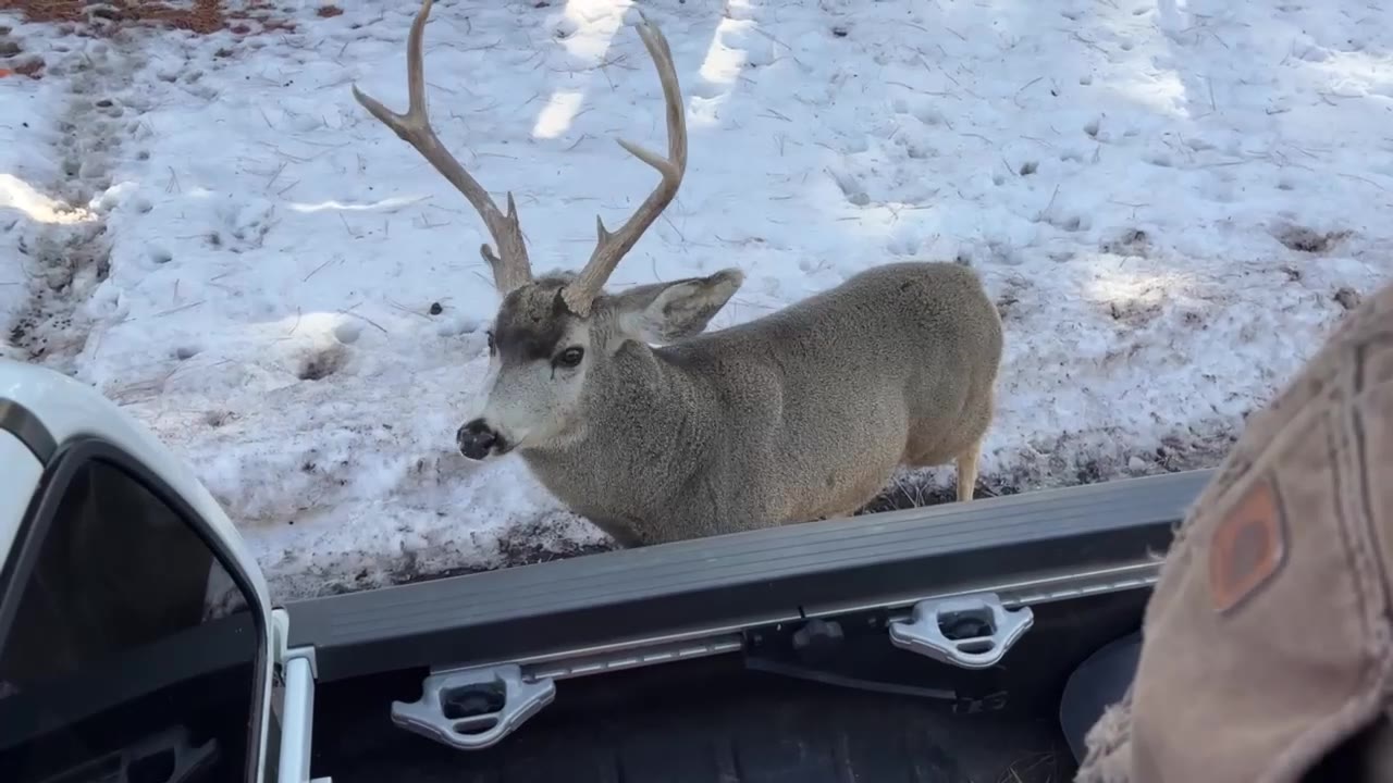 Grand Canyon deer farm | Drone Zone