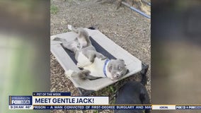 Pet of the Week: Gentle Jack