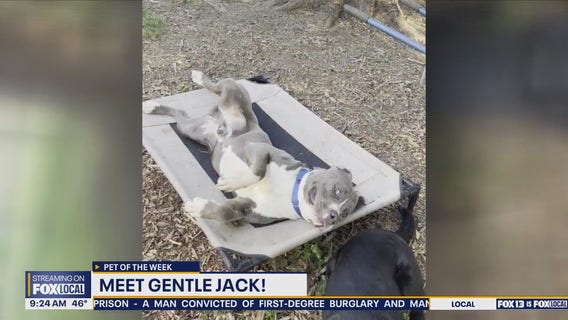 Pet of the Week: Gentle Jack