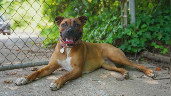 Meet Penny: Our Pet of the Day