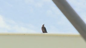 Austin looking into bird-safe building codes