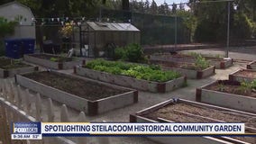 Steilacoom Historical Community Garden provides for local food bank