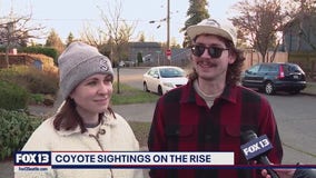 Coyote sightings on the rise in Seattle-area