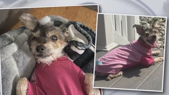 Rescue Me: Meet Carmela