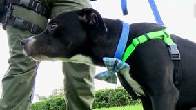 Puppy rescued from trash compactor at Daytona Beach apartment complex