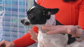 Meet Jitterbug: Our Pet of the Day