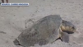 Threatened sea turtle sets new nesting record