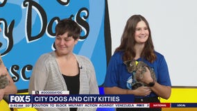 City Dogs and City Kitties