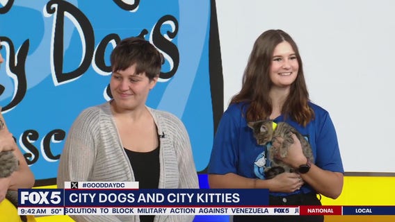 City Dogs and City Kitties