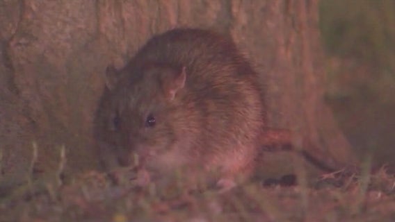 Los Angeles dealing with significant rat problem
