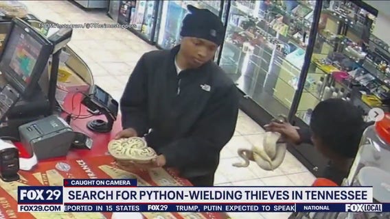 Thieves hold up gas station using pythons