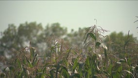 How 'corn sweat' is adding to Illinois' heat and humidity