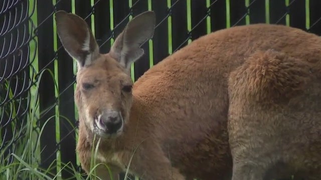 Loose Central Florida kangaroo captured; owner facing charges