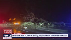 Multiple trees down in Issaquah, Bellevue, Sammamish