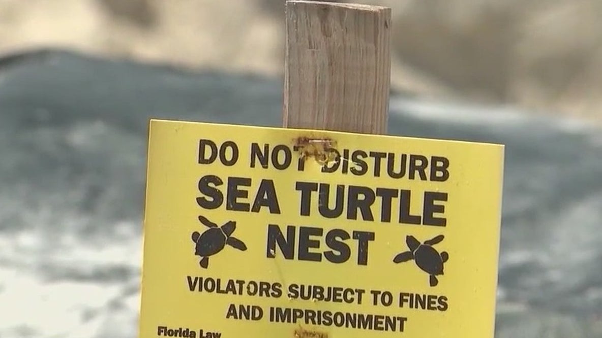 Bad beach behavior causing trouble for sea turtle nesting