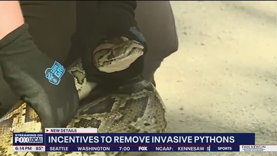 Python No More: DeSantis talks funding for Everglades python removal