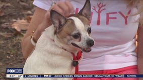 Rescue Me: Meet Princess | Good Day Philadelphia Weekend