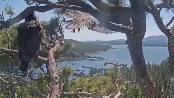 One of Big Bear’s bald eaglets has officially left the nest