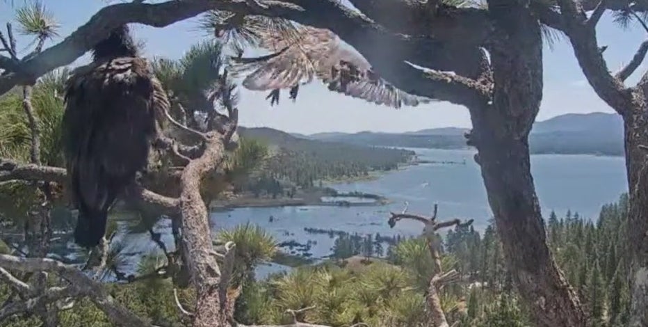 Big Bear bald eagle update: Sunny the eaglet takes 1st flight from nest