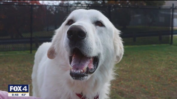 Pet of the day: Boone