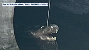 Florida man arrested after he lassos alligator, ties it to fence, then calls 911 to report it: Deputies