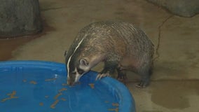 Wildlife World Zoo spotlights its badger exhibit