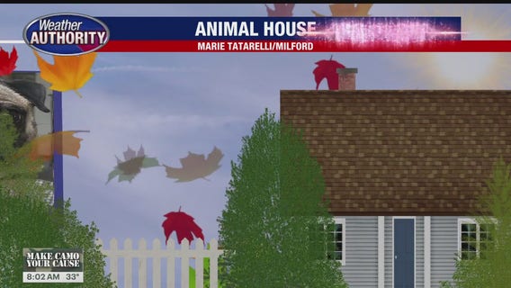 Welcome Allie, Poppy, Rosie