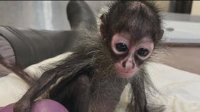 Spider monkey rescued from alleged DUI driver being treated at Oakland Zoo