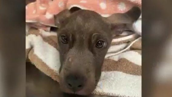 Dog allegedly starved to death in Brevard County