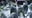 See the emperor penguins at SeaWorld Orlando