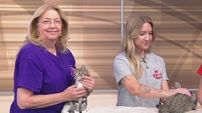 Meet Spanky and Darla: Pets of the Day