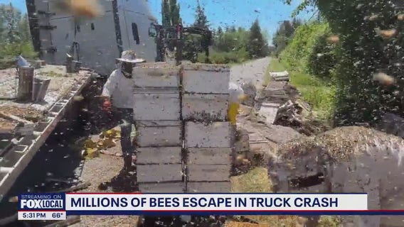 WA beekeeper working to save millions of bees involved in crash in Whatcom County