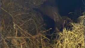 Rescued caracal found in Hoffman Estates recovers at Wisconsin sanctuary