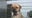 What to do if you find a lost dog after July 4th