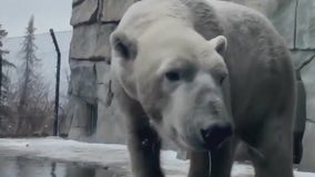 Como Zoo polar bears celebrate monumental birthdays