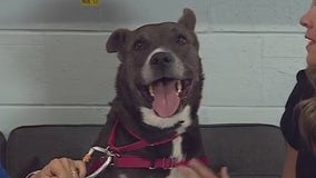 Twyla at Austin Animal Center