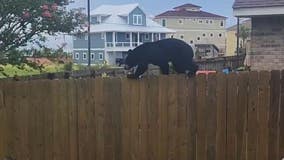 Bear seemingly tightrope-walks across fence in Florida neighborhood: 'Let it do its thing'