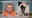 Man who decapitated dog granted bond