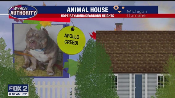 Welcome Apollo Creed, Moose, Lucy