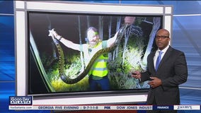 Florida's python-hunting challenge