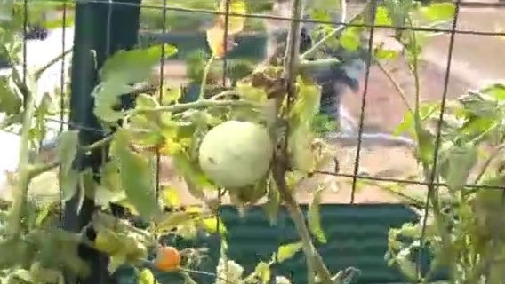 New community garden opens in Pine Hills