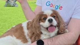 Police: Tyrese Gibson's dogs attack, kill neighbor’s dog