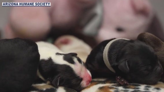 Arizona Humane gives update on abandoned Pit Bill puppies